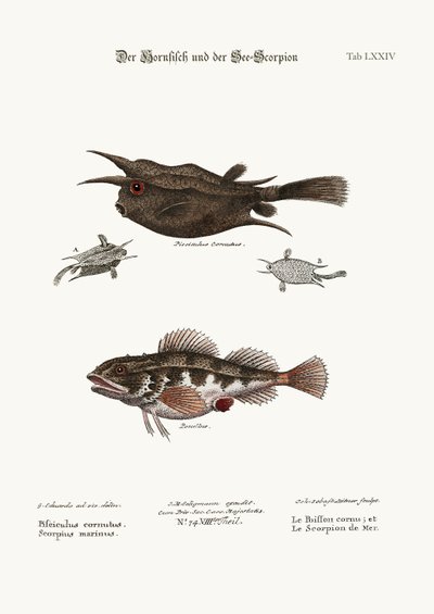 O peixe com chifres e o escorpião marinho, 1749-73 de George Edwards