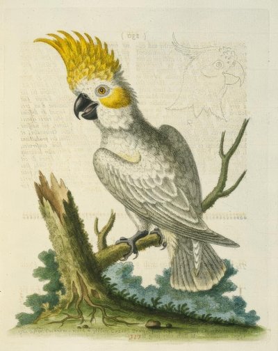 A cacatua branca pequena com uma crista amarela. - Petit Cacatua Blanc em Creta Jaune de George Edwards