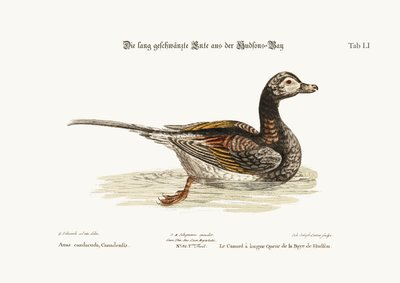 O pato-de-cauda-comprida da baía de Hudson, 1749-73 de George Edwards