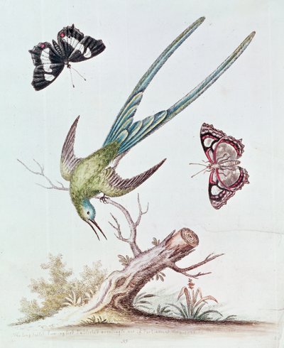 O beija-flor-de-cauda-comprida, 1742 de George Edwards
