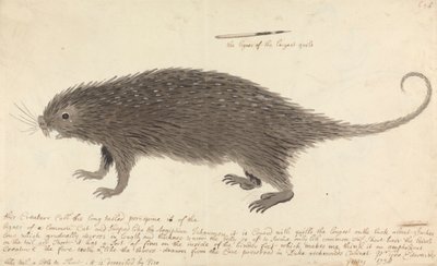 O Porcupino de cauda longa de George Edwards