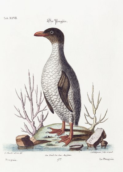 O pinguim, 1770 de George Edwards