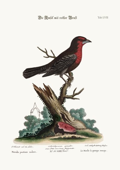O Pássaro-preto-de-peito-vermelho, 1749-73 de George Edwards