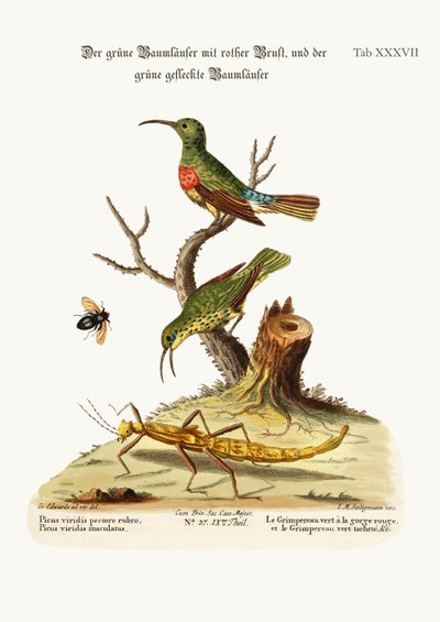 A trepadeira verde-de-peito-vermelho e a trepadeira verde-pintada, 1749-73 de George Edwards