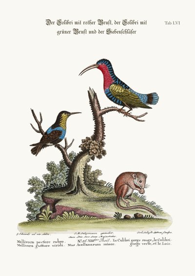 O beija-flor-de-peito-vermelho, o beija-flor-de-garganta-verde e o formigueiro, de 1749 a 1773 de George Edwards
