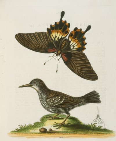 O arrombador de paredes do Suriname. - A trepadeira do Suriname de George Edwards
