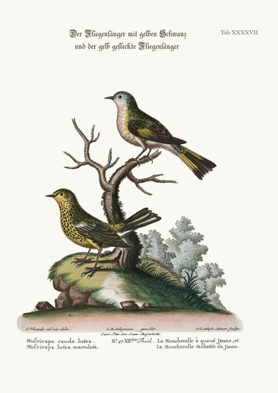 O Flycatcher Amarelo-atado, e o Flycatcher amarelo manchado, 1749-73 de George Edwards