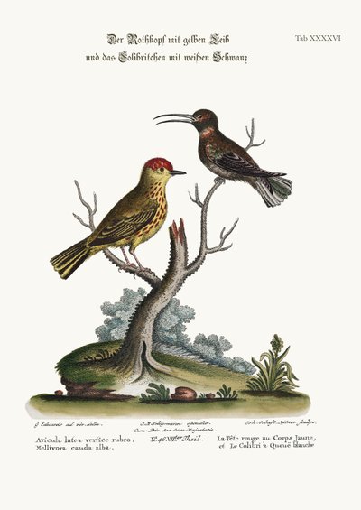 O Pólo Vermelho Amarelo e o Beija-Flor de Cauda Branca, 1749-73 de George Edwards