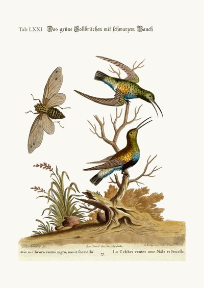 O beija-flor verde de barriga preta, 1749-73 de George Edwards
