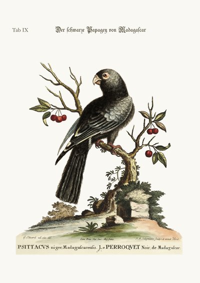 O papagaio preto de Madagascar, 1749-73 de George Edwards