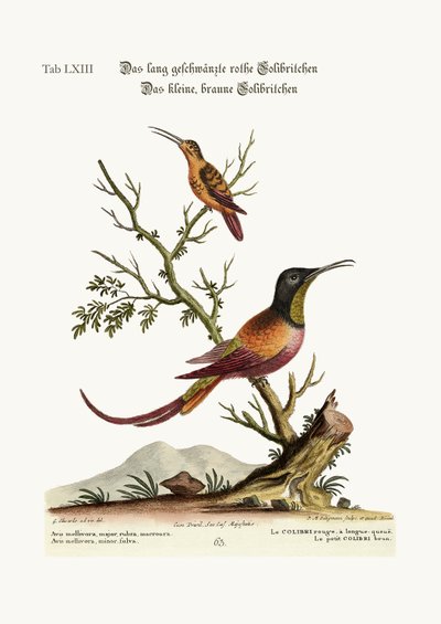 O beija-flor vermelho de cauda longa. O beija-flor marrom pequeno, 1749-73 de George Edwards