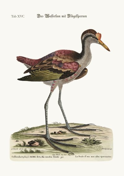 A Galinha da Água, 1749-73 de George Edwards