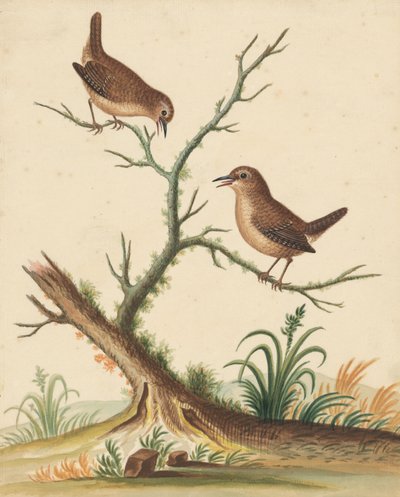 [Duas aves] de George Edwards