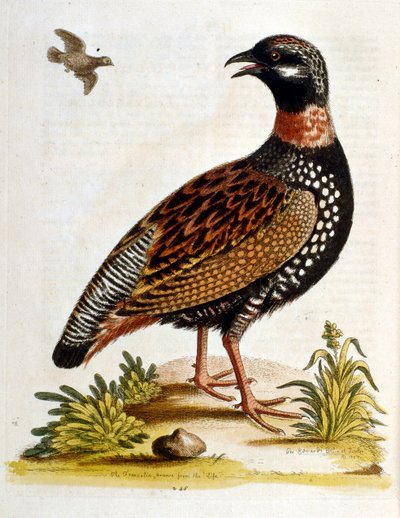 Ilustração a aguarela de um livro sobre aves raras de G Edwards, 1750. George Edwards (1694-1773) foi um naturalista e ornitólogo britânico. Viajou muito pela Europa, estudando a história natural e as aves em particular. Ganhou algum reconhecimento de George Edwards