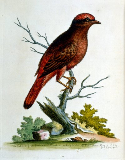 Ilustração a aguarela de um livro sobre aves raras de G Edwards, 1750. George Edwards (1694-1773) foi um naturalista e ornitólogo britânico. Viajou muito pela Europa, estudando a história natural e as aves em particular. Ganhou algum reconhecimento de George Edwards