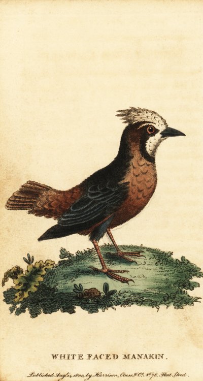 Pithys albifrons, Pithys albifrons,1800 (gravação) de George Edwards
