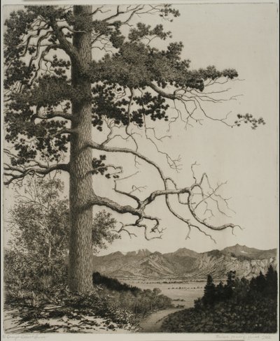 Old Pine, Estes Park de George Elbert Burr