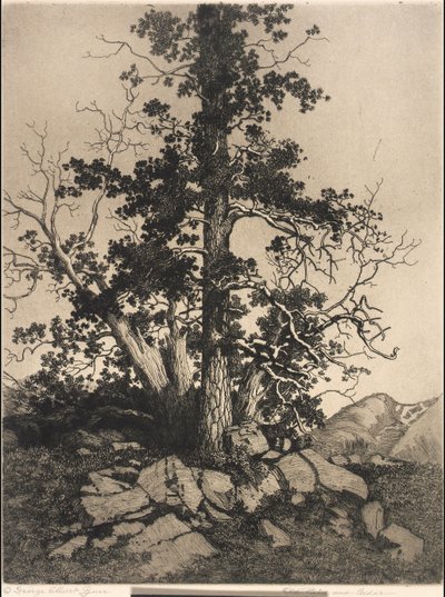 Pinheiro velho e cedro de George Elbert Burr