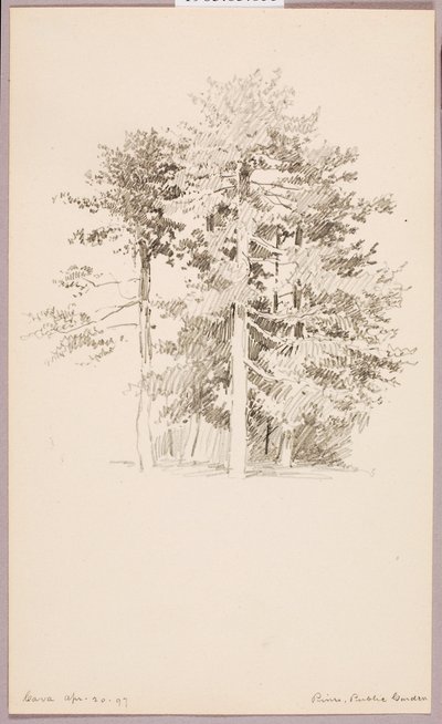 Pinheiros, Jardim Público de George Elbert Burr