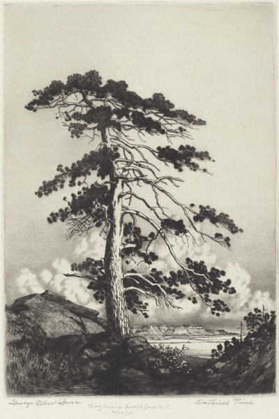 Pinheiro Sentinela de George Elbert Burr