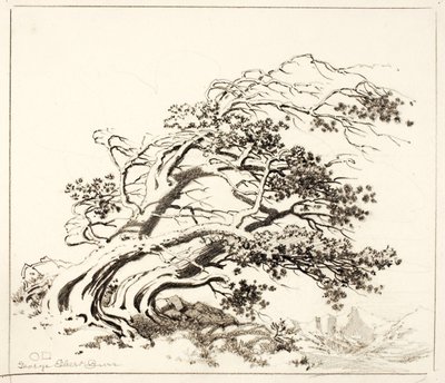 Esboço para Pines in Wind, Estes Park de George Elbert Burr
