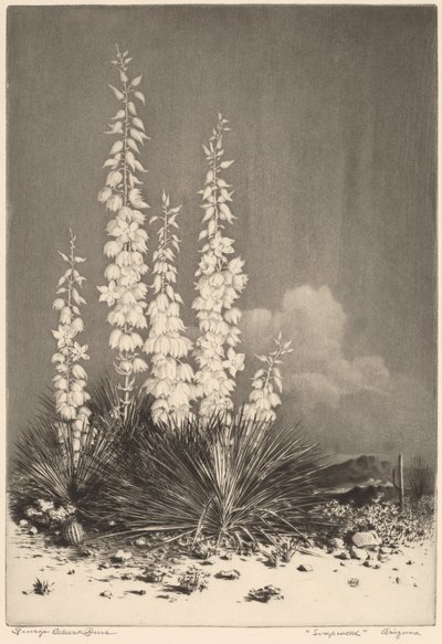 Soapweed, Arizona (nº 2) de George Elbert Burr