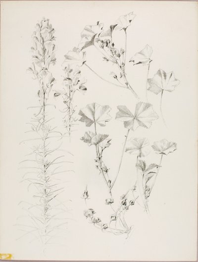 Sem título (Estudo botânico) de George Elbert Burr