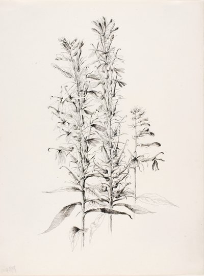Sem título (Flor de Cardeal, Lobelia Cardinalis) de George Elbert Burr