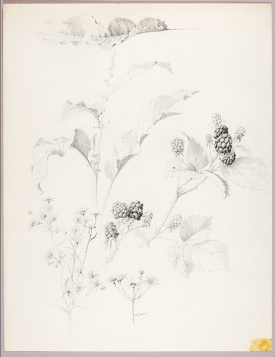 Sem título (Margaridas e amoras) de George Elbert Burr