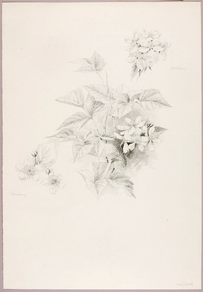 Sem título (Dewberry e Blackberry) de George Elbert Burr