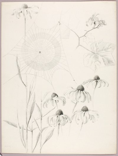 Sem título (Teia de aranha e margaridas) de George Elbert Burr