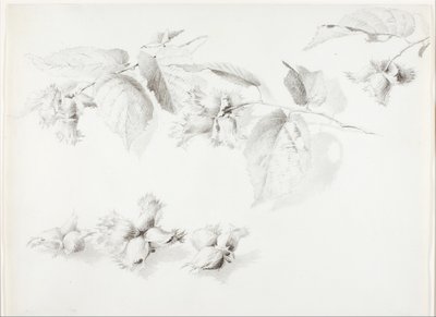Sem título (Avelã selvagem, Corylus Americana) de George Elbert Burr