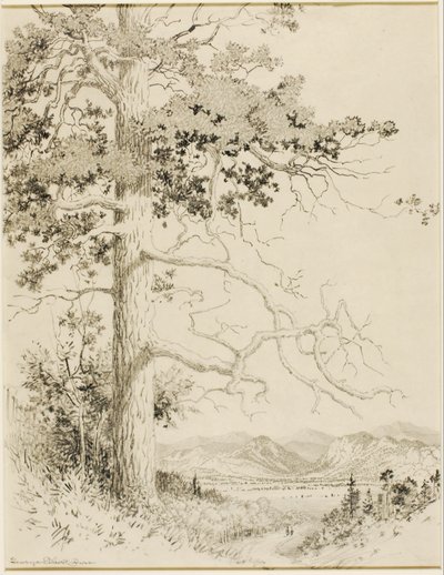 Sem título (desenho de transferência para Old Pine, Estes Park) de George Elbert Burr