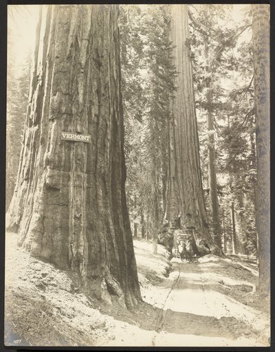 Conduzir através de Wawona, Mariposa Grove. Diâmetro de 24 pés. de George Fiske