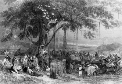 Floresta. de George Francis White