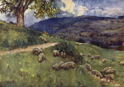 Um pasto de ovelhas Cotswold de George Franck Nicholls
