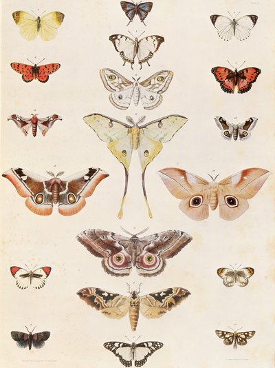 Lepidoptera do Natal e do país Zulu de George French Angas