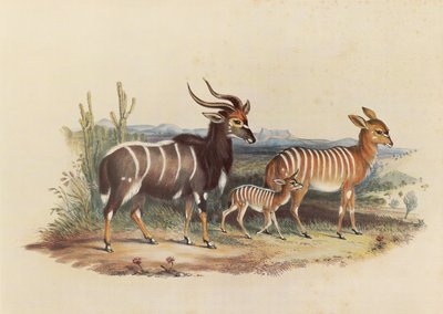 O Nyala de George French Angas