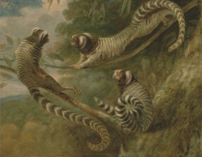 Um sagui em três atitudes de George Garrard