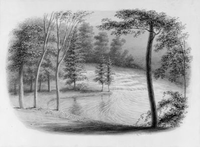 Floresta. de George Harvey