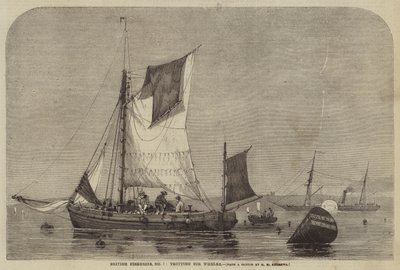 British Fisheries, n º 7, trote para búzios de George Henry Andrews