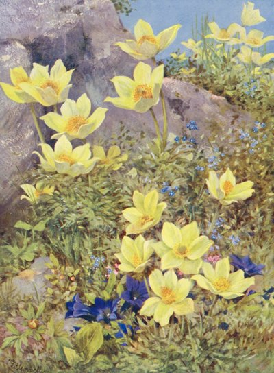 Anemone sulphurea e Gentiana excisa pintadas diretamente nos campos no final de maio (litografia a cores) de George Jackson Flemwell