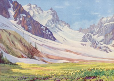 Anémona sulphurea e Viola calcarata no Val d