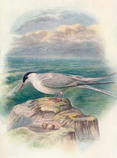 Andorinha-do-mar-ártica - Sterna macrura, c1910, 1910 de George James Rankin