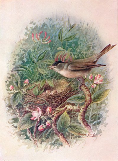 Blackcap - Sylvia atricapilla, c1910, 1910 de George James Rankin