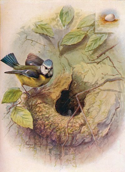 Blue Tit - Parus major, c1910 de 1910 de George James Rankin
