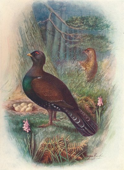 Capercaillie, c1910, 1910 de George James Rankin