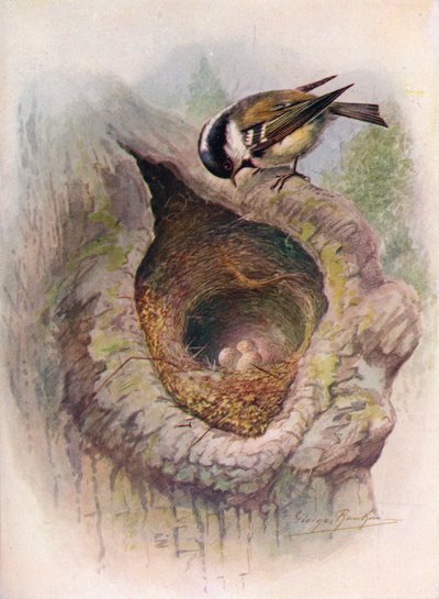 Coal-Tit - Parus ater, c1910, 1910 de George James Rankin