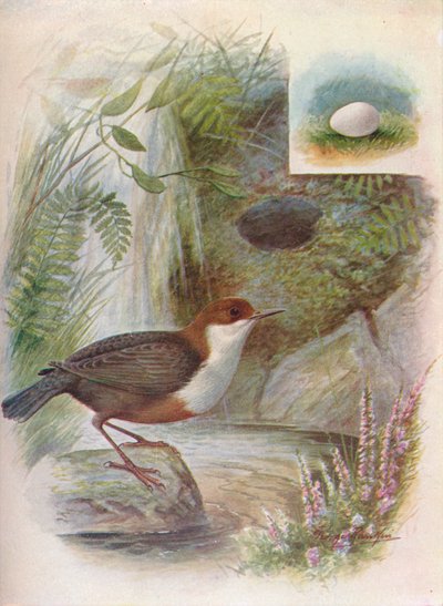 Dipper ou Water-Ousel - Cinclus aquaticus, c1910, 1910 de George James Rankin
