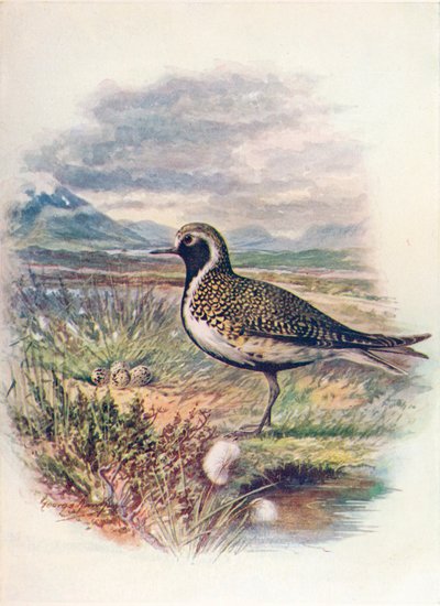 Tarambola-dourada - Charadrius pluvialis, c1910, 1910 de George James Rankin